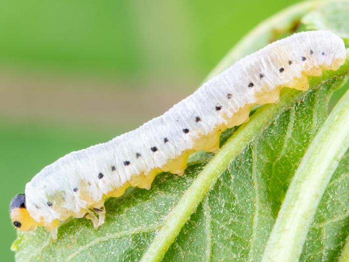 Tenthrède du sureau (Macrophya epinota)