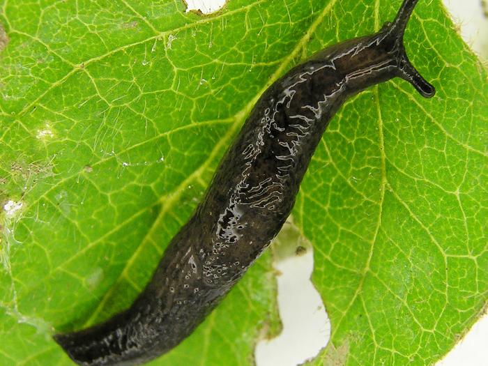 Limaces