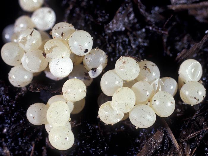 Limaces