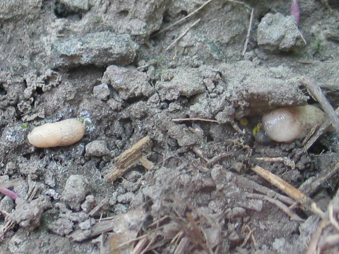 Limaces