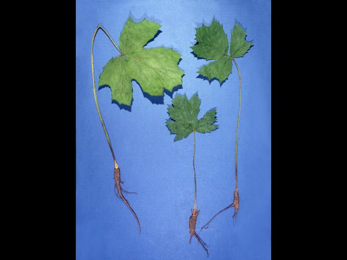 Berce Caucase(Heracleum mantegazzianum)_4