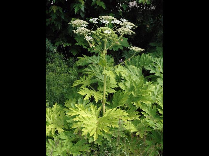 Berce Caucase(Heracleum mantegazzianum)_11
