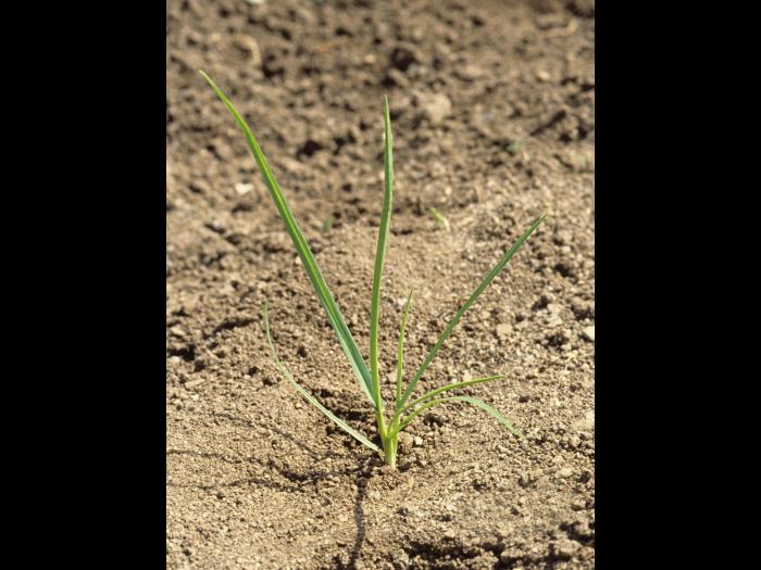 Ivraie vivace (Lolium perenne)_1