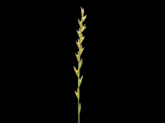 Ivraie vivace (Lolium perenne)_6