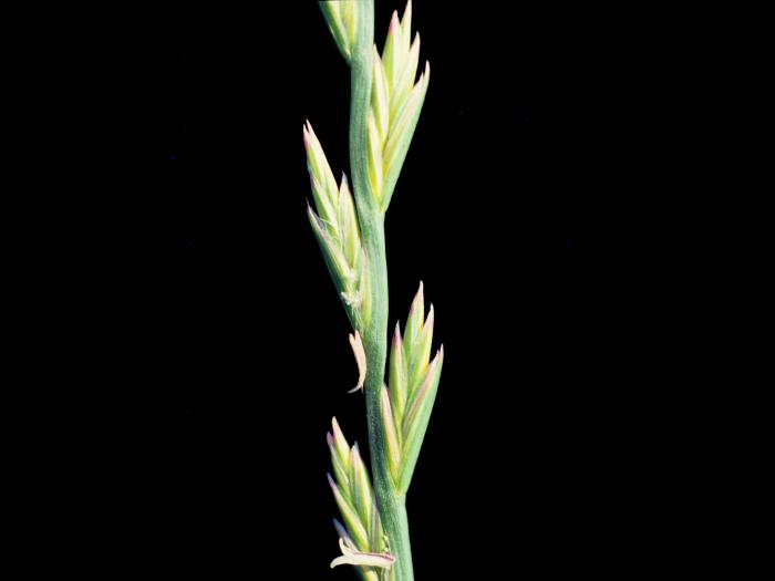 Ivraie vivace (Lolium perenne)_7