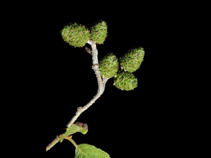 Aulne rugueux(Alnus incana)_1