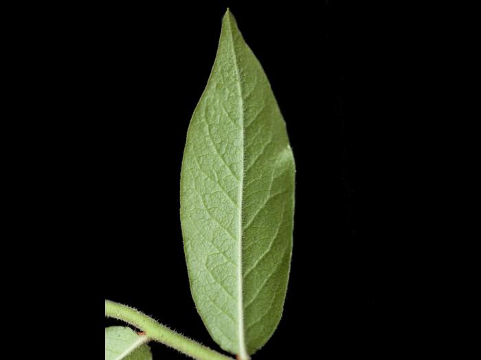 Bleuet fausse-myrtille(Vaccinium myrtilloides)_6