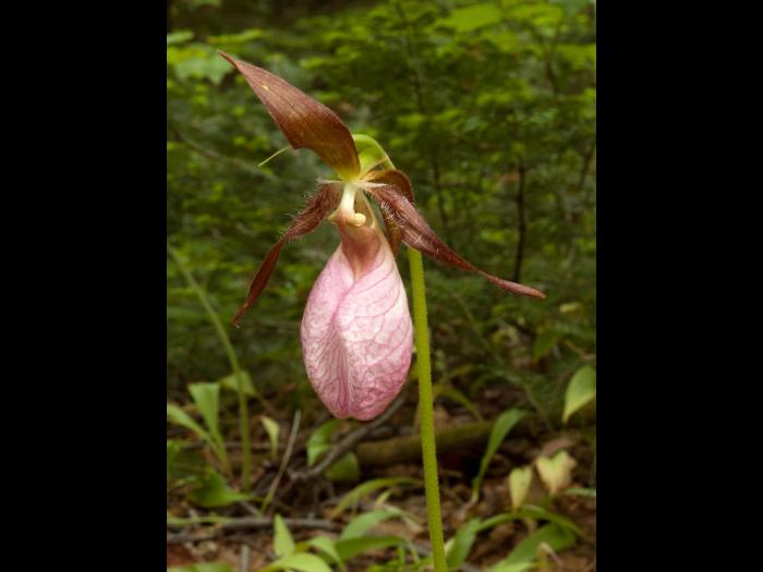 Cypripède acaule(Cypripedium acaule)_2