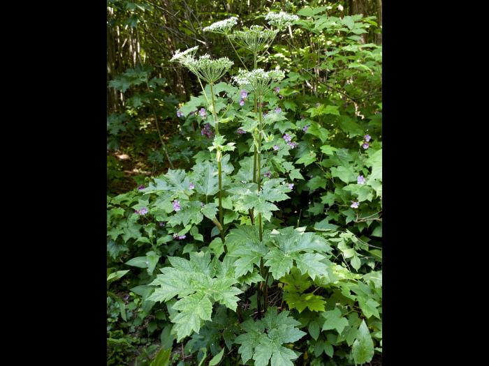 Berce laineuse(Heracleum maximum)_2