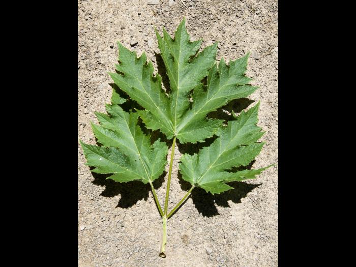 Berce laineuse(Heracleum maximum)_3