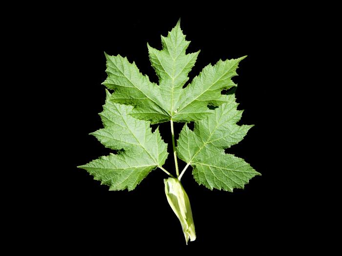 Berce laineuse(Heracleum maximum)_5