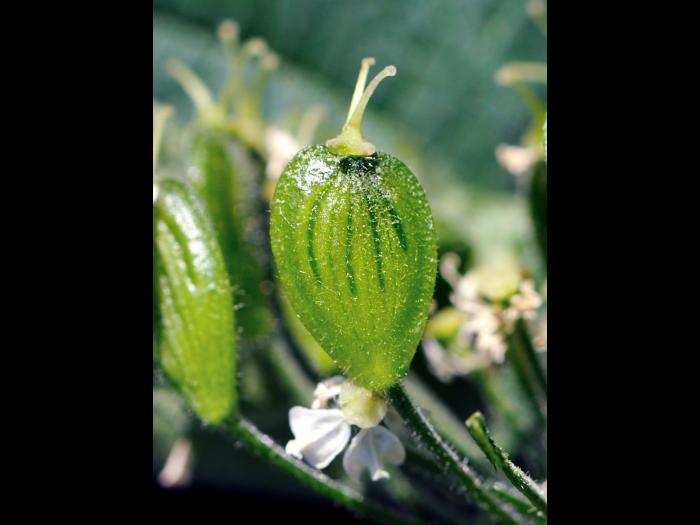 Berce laineuse(Heracleum maximum)_11
