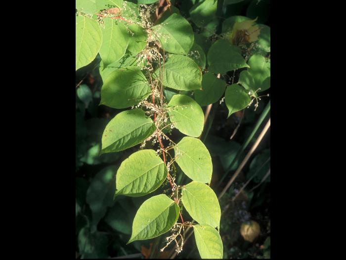 Renouée Japon (Reynoutria japonica)_1