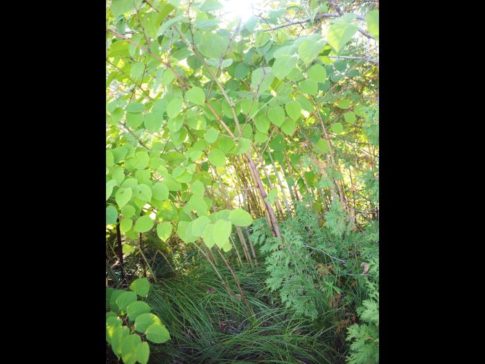 Renouée Japon (Reynoutria japonica)_7