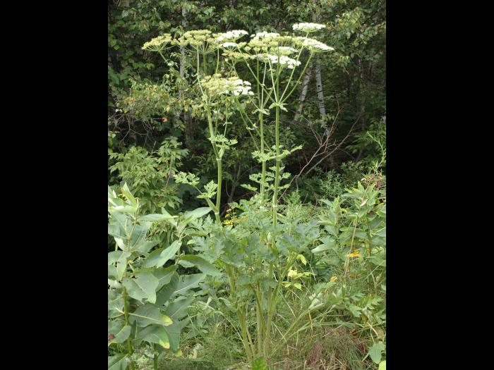 Berce commune(Heracleum sphondylium)_1