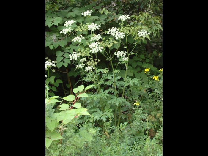 Berce commune(Heracleum sphondylium)_6