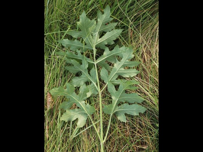 Berce commune(Heracleum sphondylium)_11