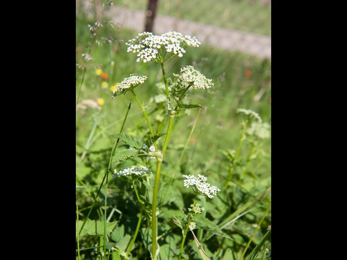 Égopode podagraire(Aegopodium podagraria)_6
