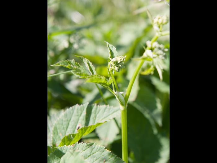 Égopode podagraire(Aegopodium podagraria)_7