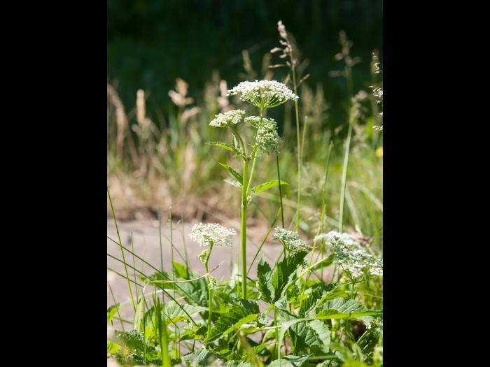 Égopode podagraire(Aegopodium podagraria)_8
