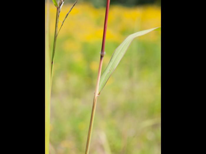 Miscanthus commun (Miscanthus sacchariflorus)_1