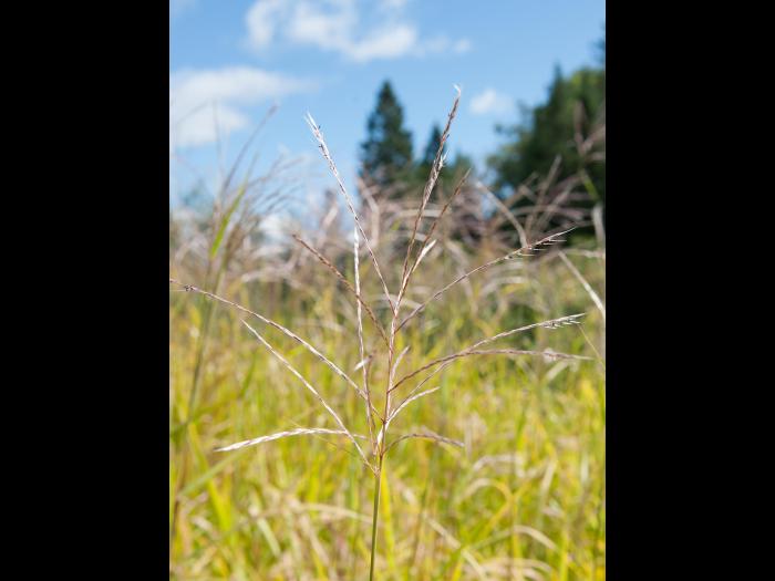 Miscanthus commun (Miscanthus sacchariflorus)_5