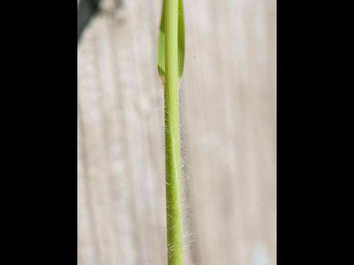 Miscanthus commun (Miscanthus sacchariflorus)_11