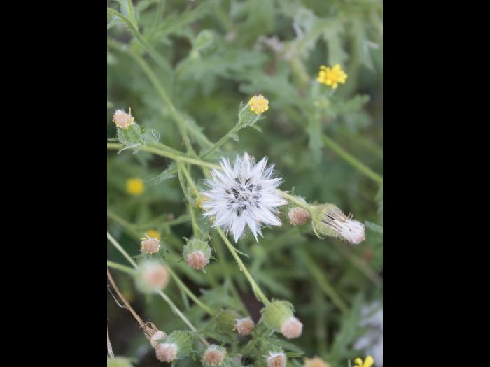Seneçon visqueux (Senecio viscosus)_18