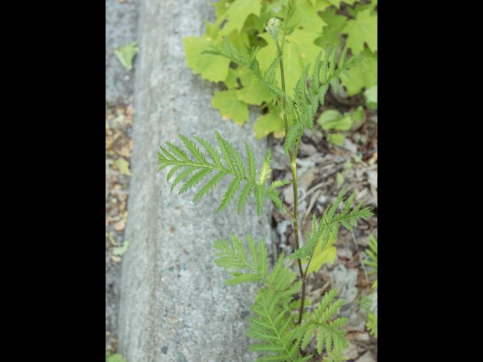 Tanaisie vulgaire (Tanacetum vulgare)_3
