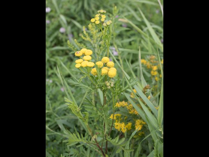 Tanaisie vulgaire (Tanacetum vulgare)_10