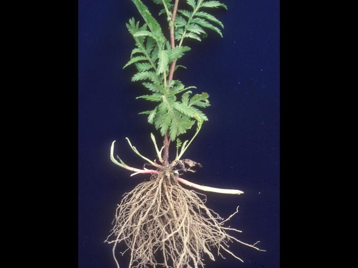 Tanaisie vulgaire (Tanacetum vulgare)_12