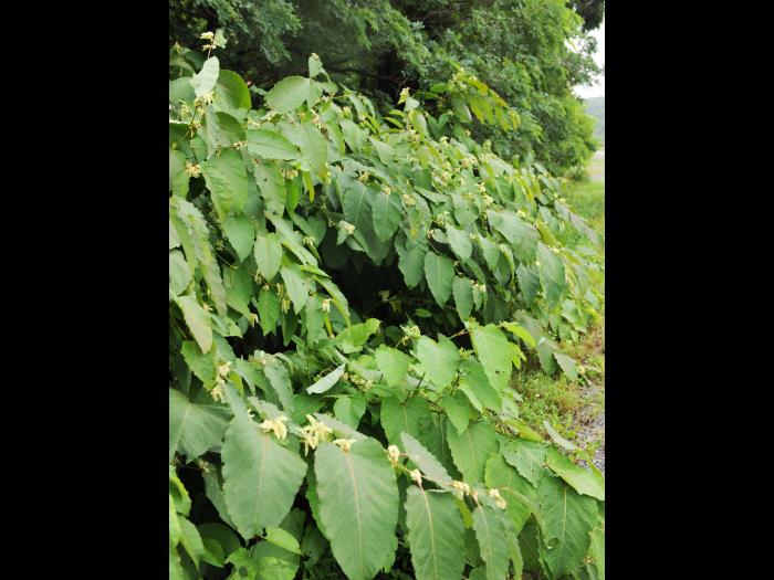 Renouée Sakhaline (Reynoutria sachalinensis)_12