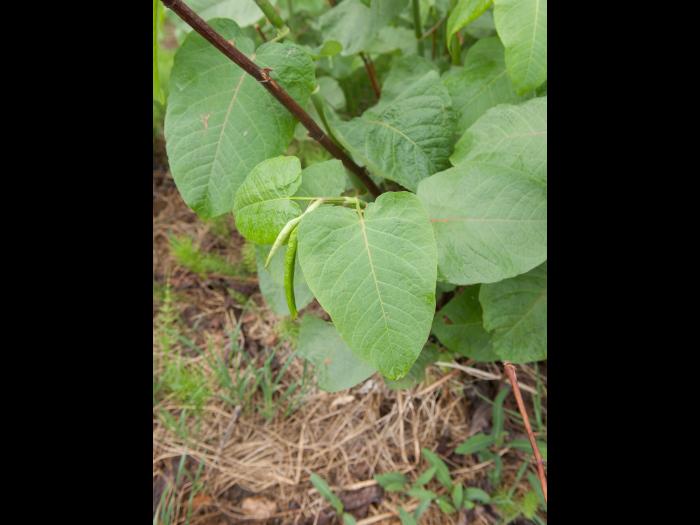 Renouée Sakhaline (Reynoutria sachalinensis)_18