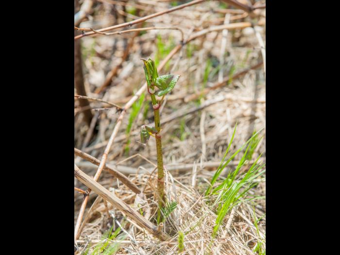 Renouée Japon (Reynoutria japonica)_18