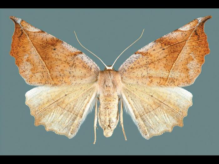 Arpenteuse bituberculée (Eutrapela clemataria)_1