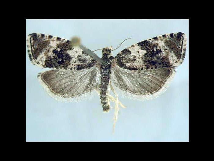 Orthotaenia undulana_3