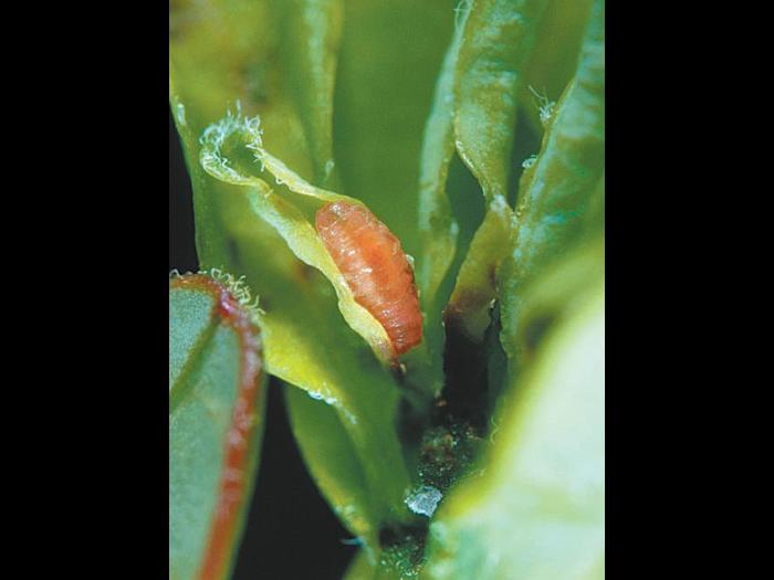 Cécidomyie des atocas (Dasineura oxycoccana)_7