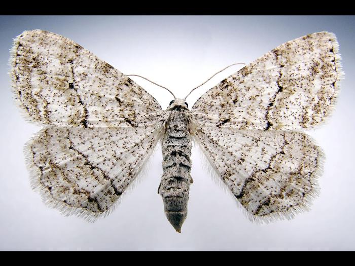 Arpenteuse bossue de la pruche (Ectropis crepuscularia)