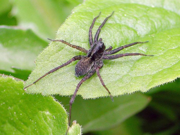Lycosidés (Lycosidae)