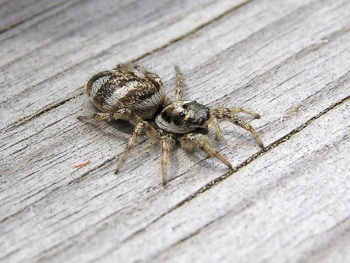 Salticidés (Salticidae)
