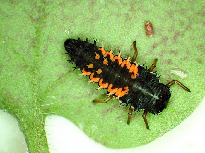 Coccinelle asiatique (Harmonia axyridis)_5