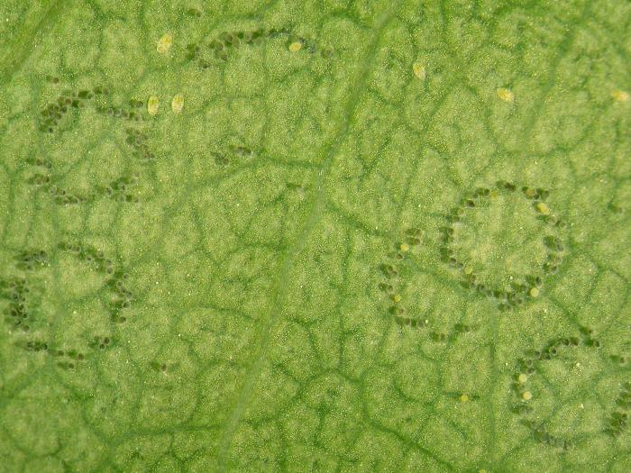 Aleurode serres (Trialeurodes vaporariorum)_1