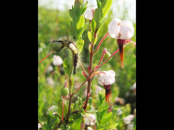 Chenille à houppes rousses (Orgyia antiqua)_2