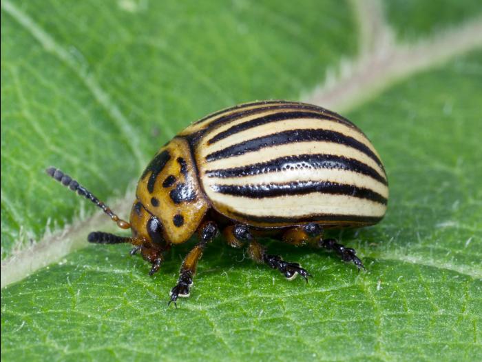 Doryphore de la pomme de terre (Leptinotarsa decemlineata)_4