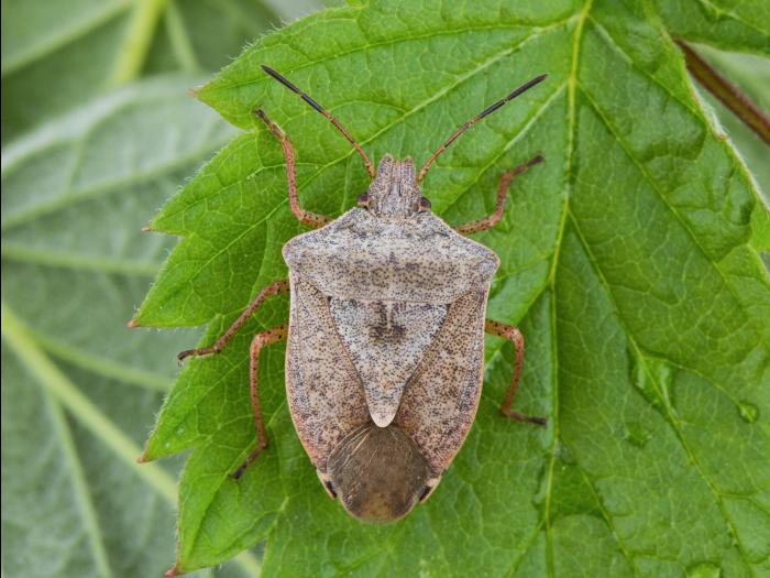 Punaise brune (Euschistus servus euschistoides)_4