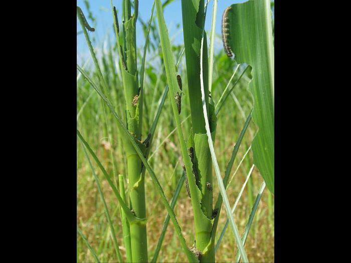 Légionnaire uniponctuée (Mythimna unipuncta)_6