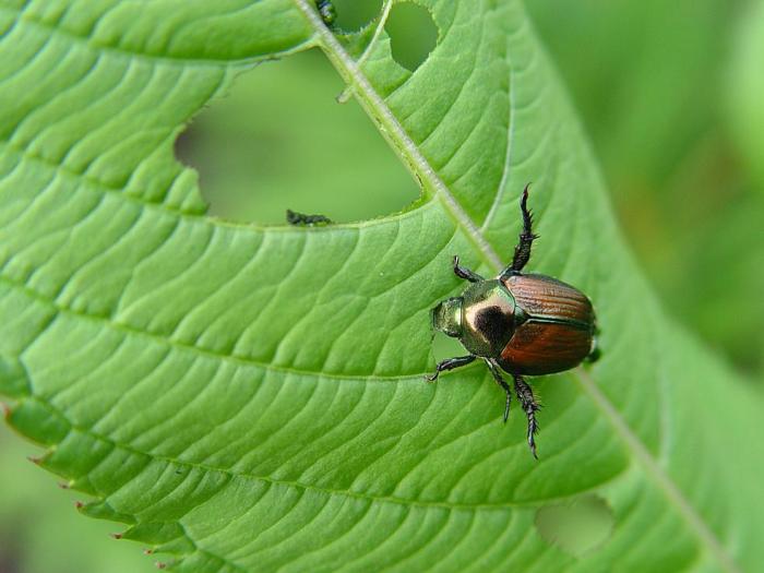 Scarabée japonais (Popillia japonica)_4