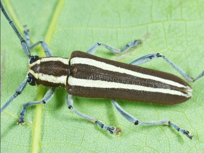 Saperde du pommier (Saperda candida)_2