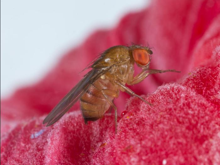 Drosophile à ailes tachetées (Drosophila suzukii)_10