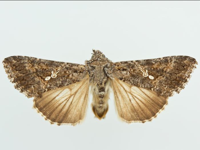 Fausse-arpenteuse du chou (Trichoplusia ni)_3